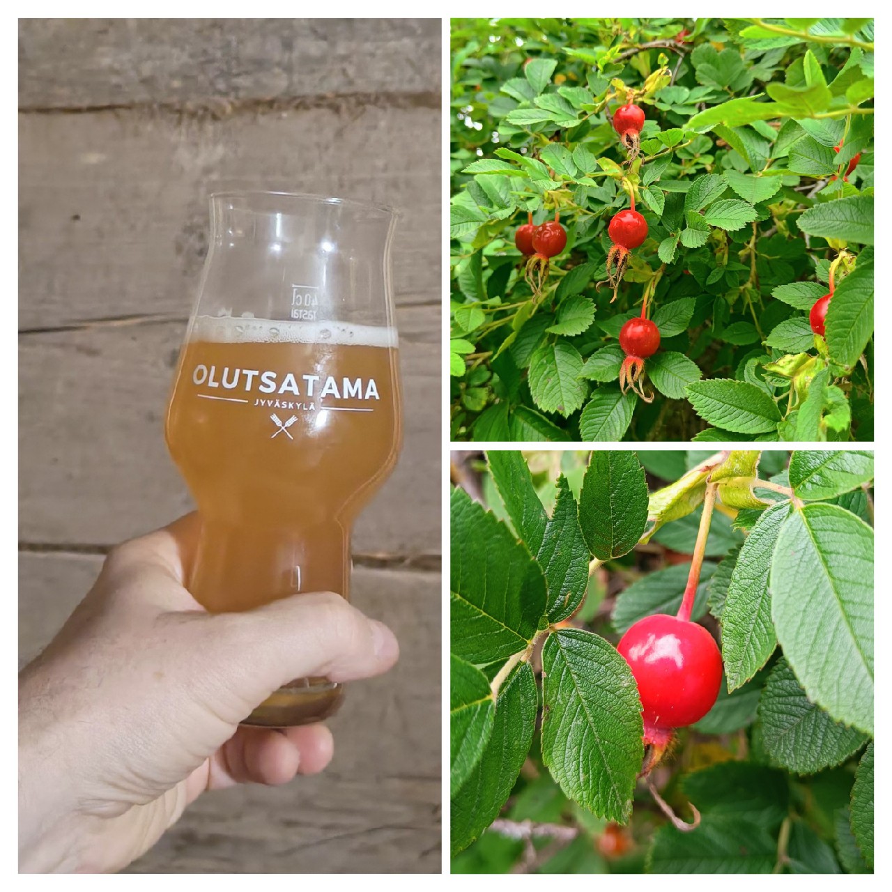 Small Beer: Rosehip, Finland