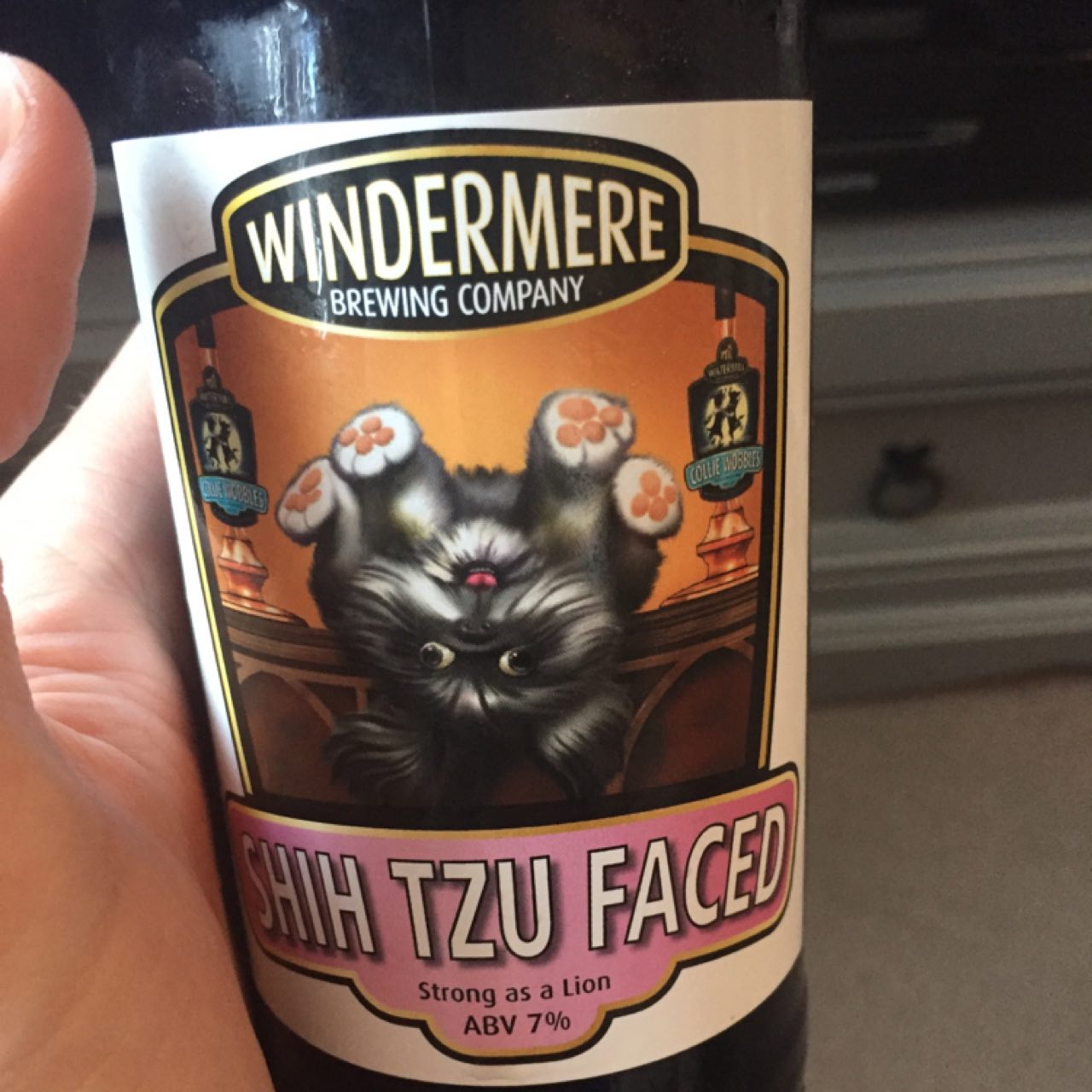 Shih Tzu Faced, England