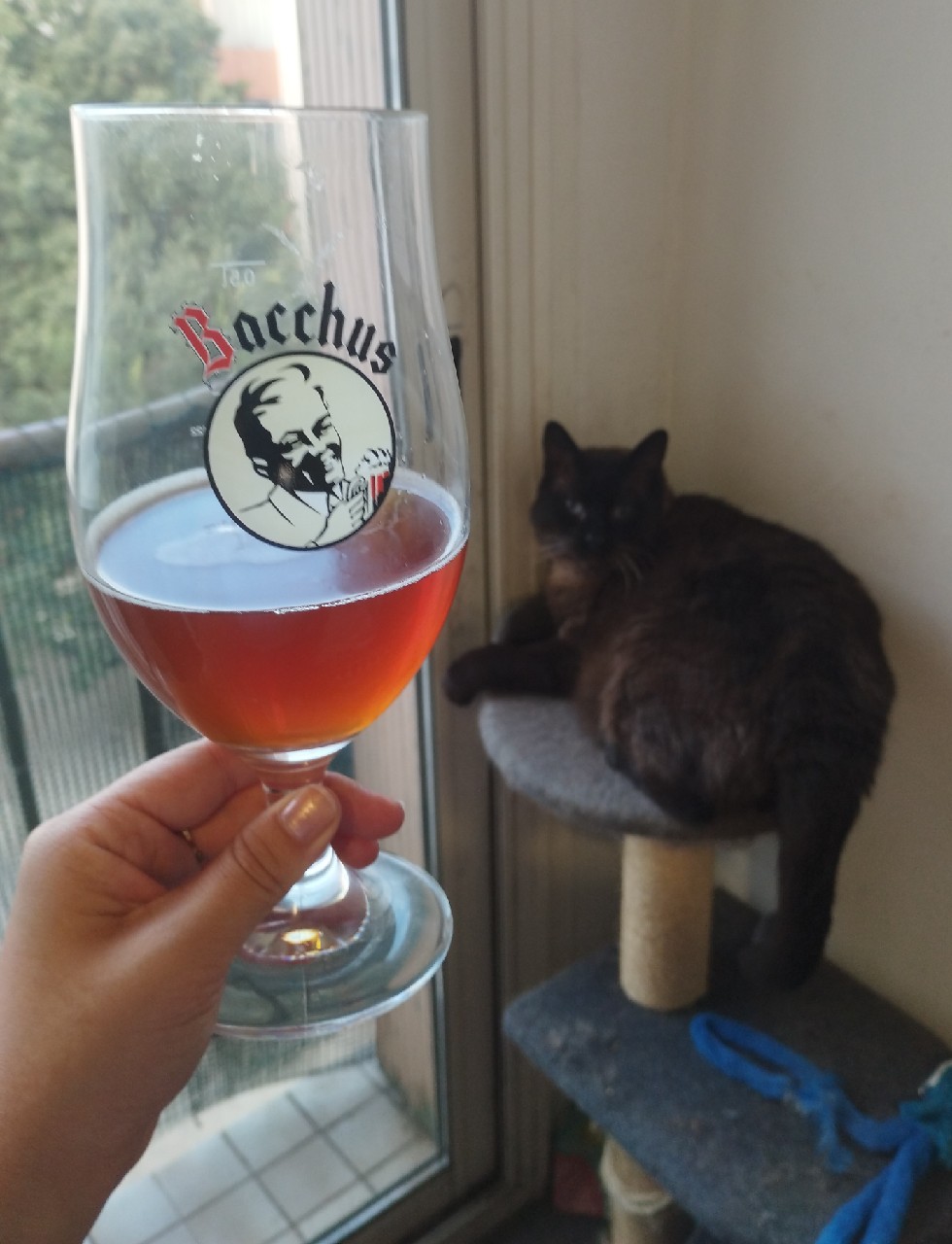 La Bouledogue Ambrée Gingembre, France