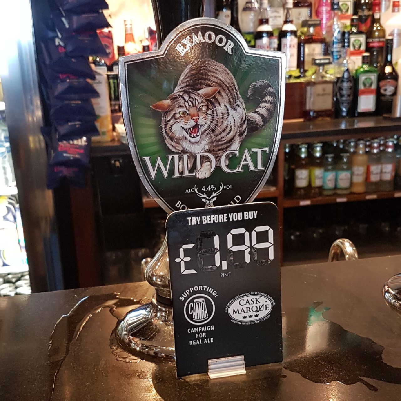 Wild Cat, England