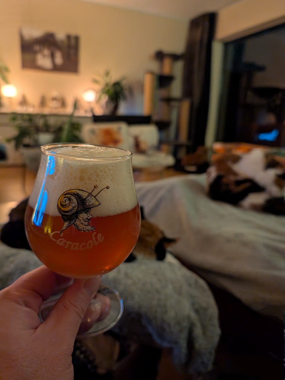 Oranje Orakel, Netherlands