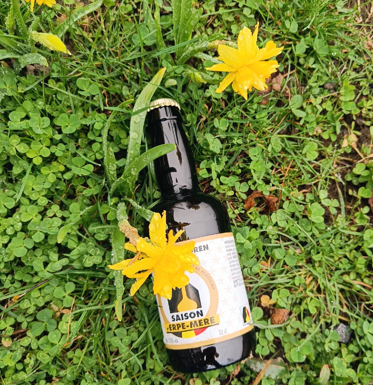 Saison D'Erpe-Mere, Belgium