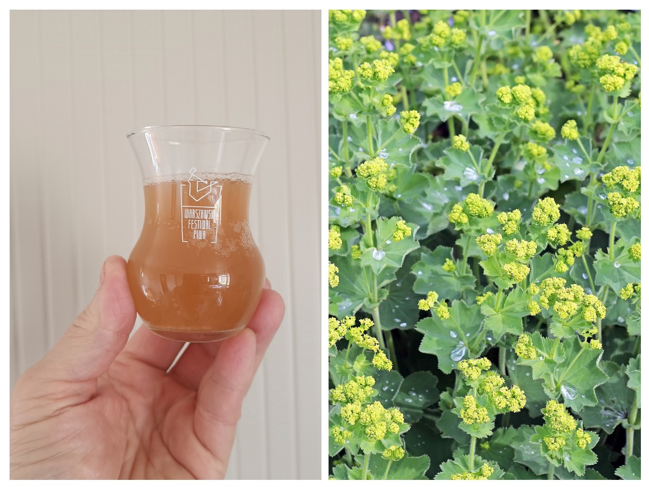Small Beer: Lady's Mantle, Teva Brew