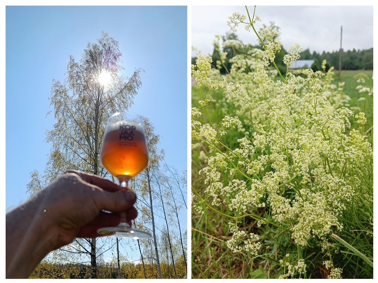 Small Beer: Northern Bedstraw, Teva Brew