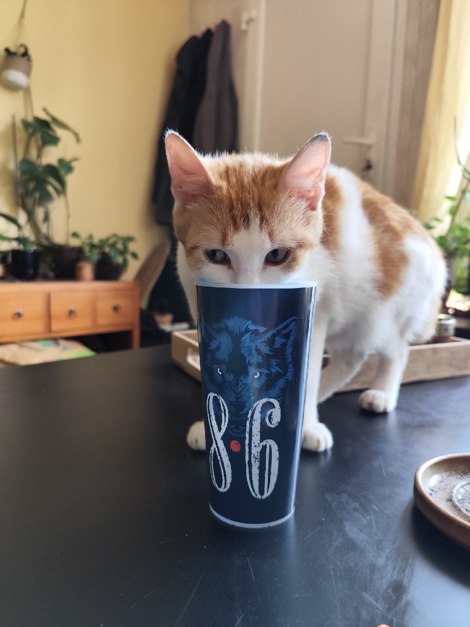 Chuck Maurice, France