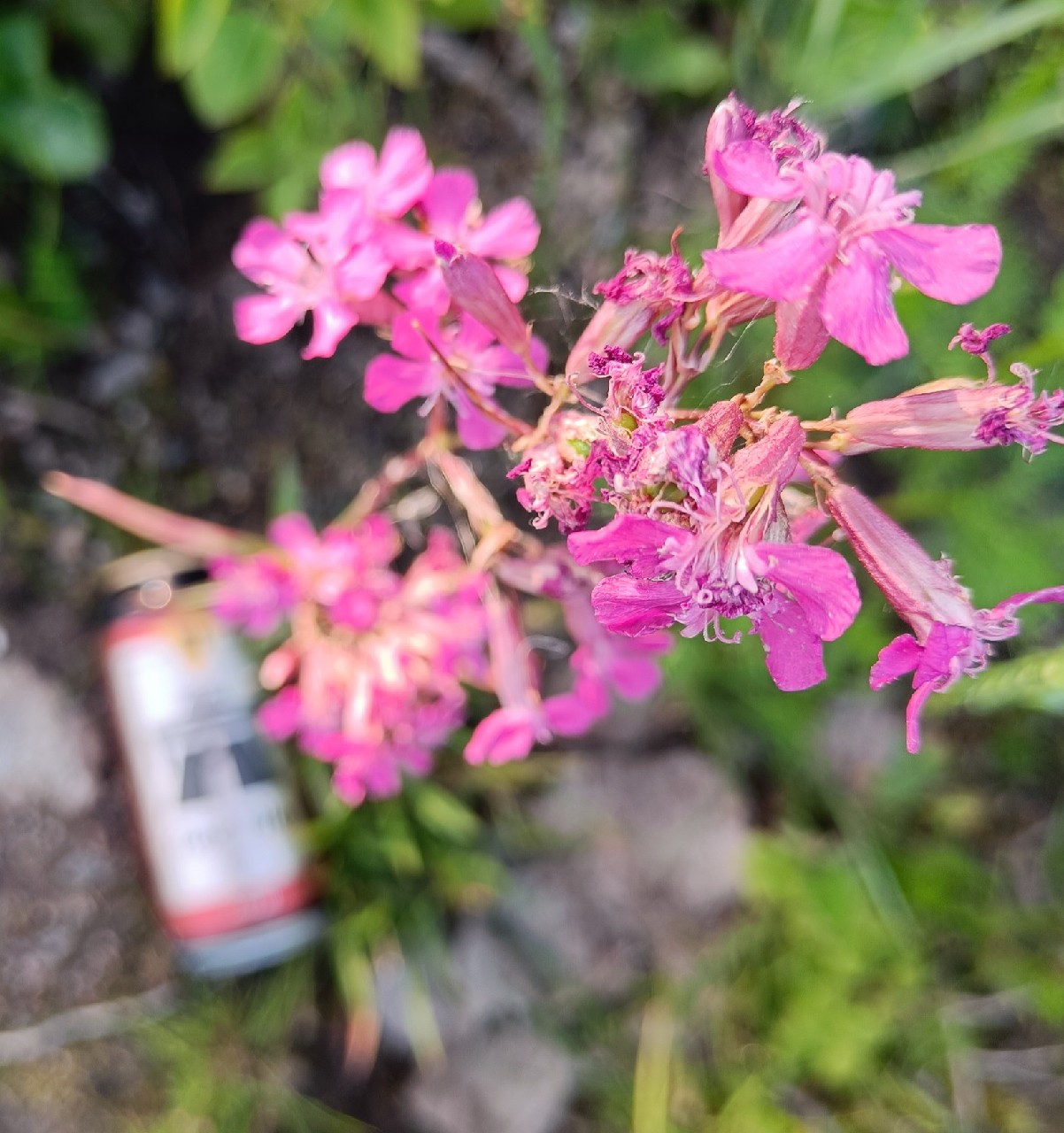 51 Red Ale, Panimo 51