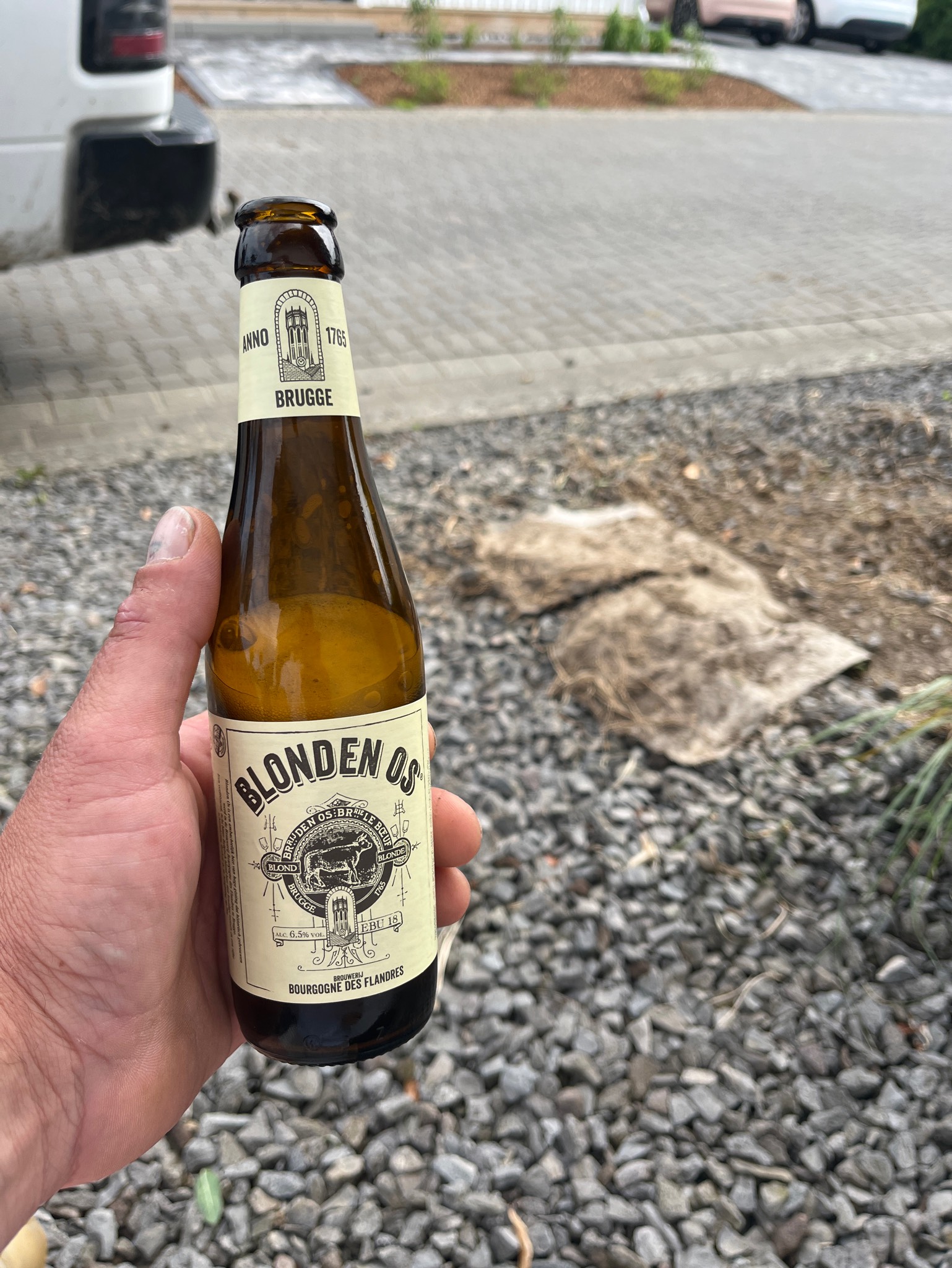 Blonden Os, Belgium