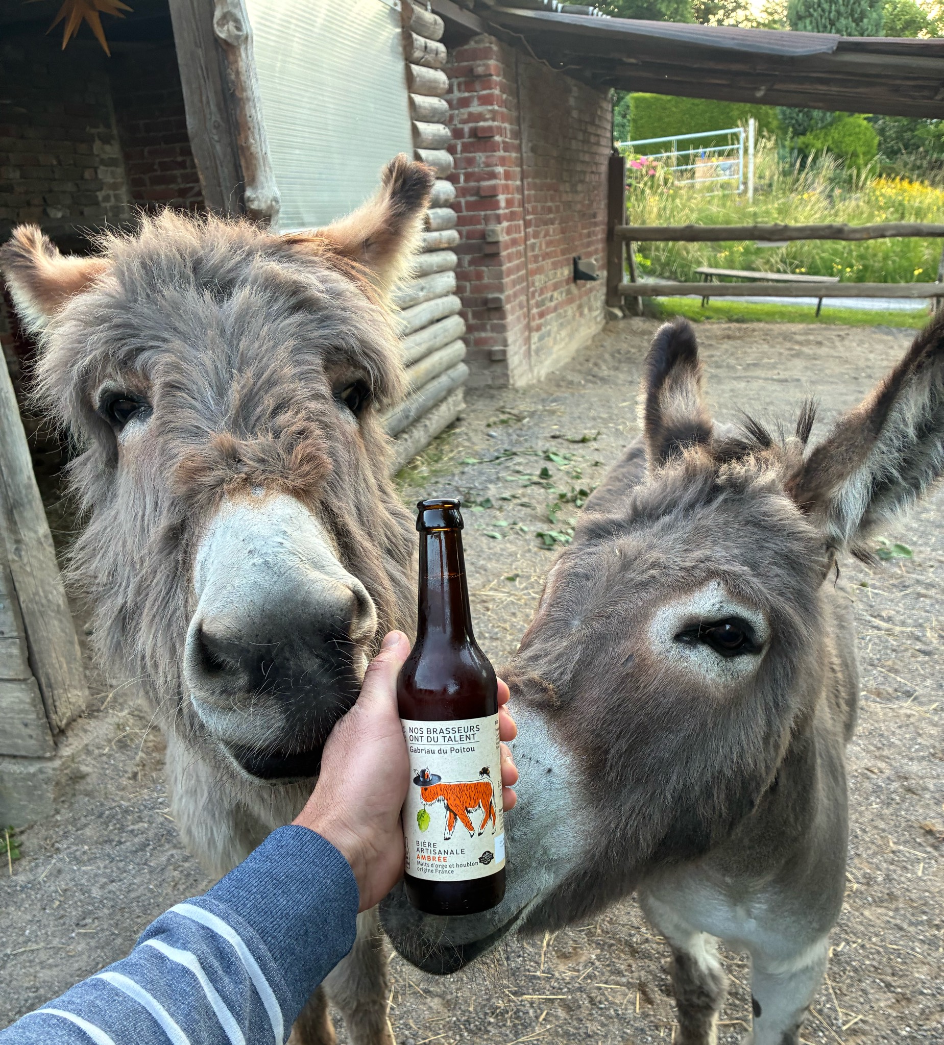 Gabriau Du Poitou Ambrée, France