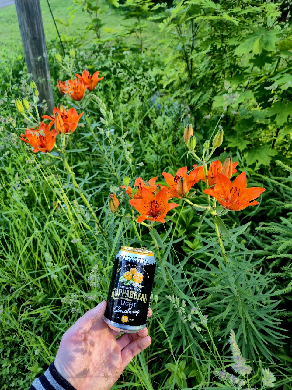 Kopparberg with Cloudberry, Sweden
