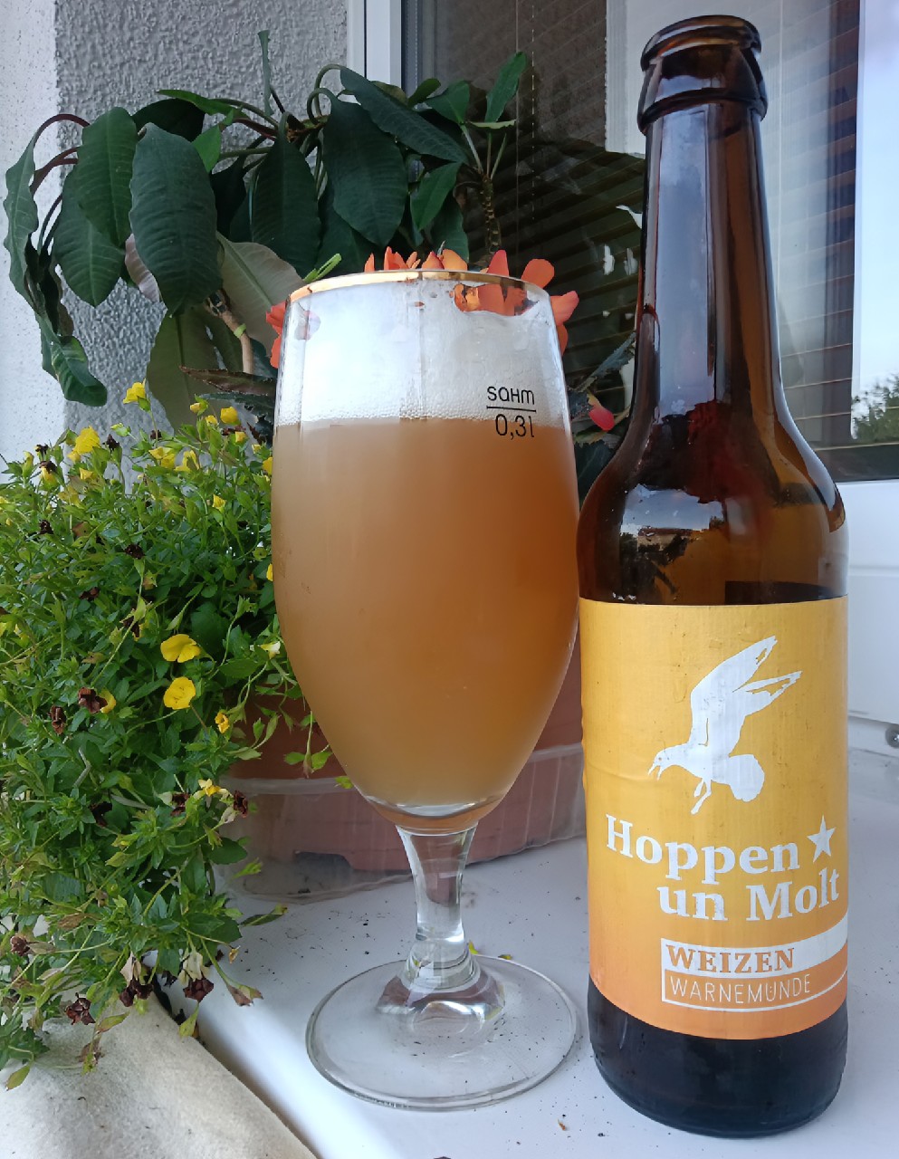 Weizen, Hoppen un Molt