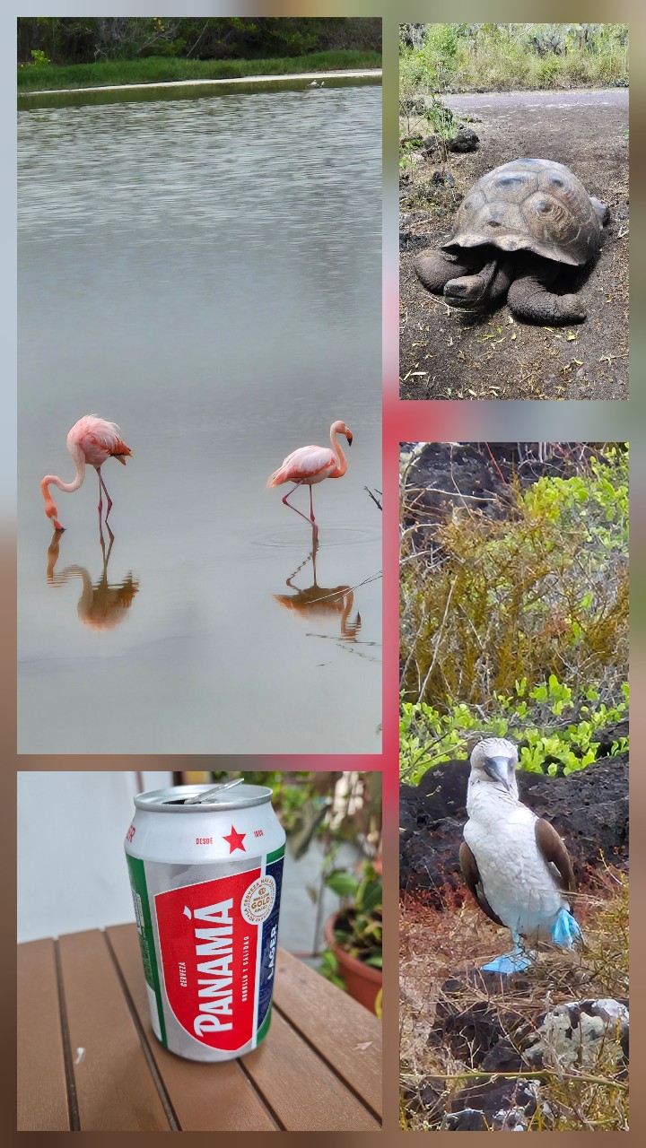 Panamá Lager, Heineken Panamá