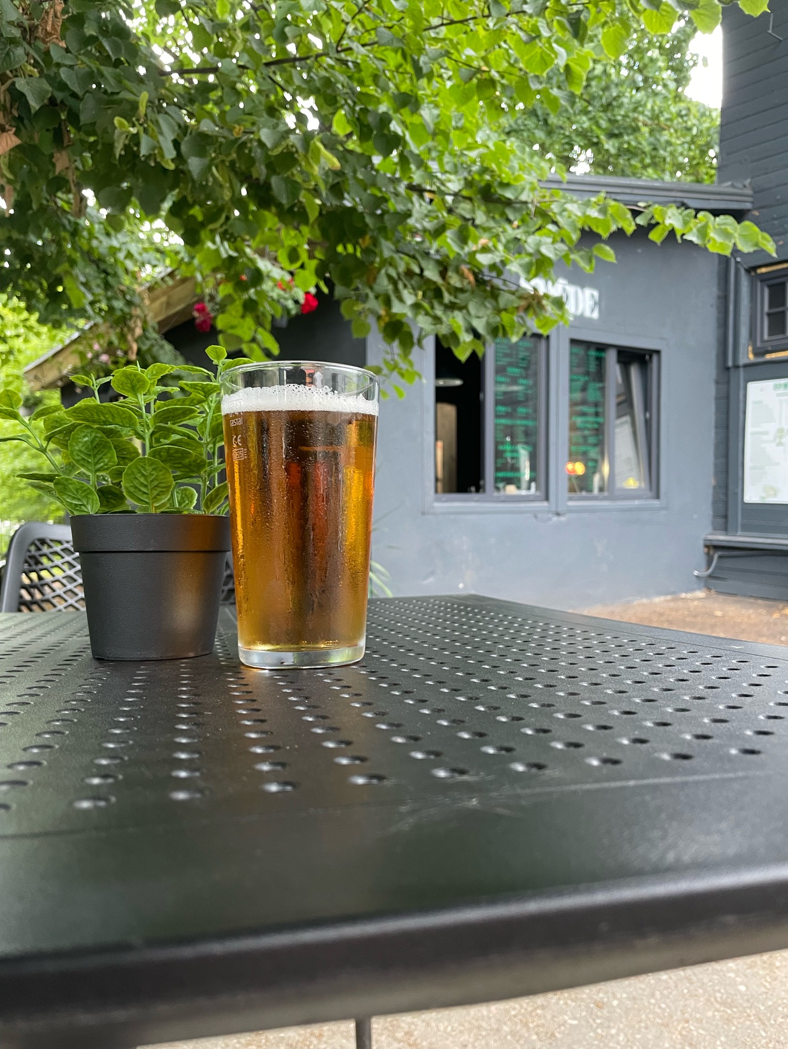 Smēdes gaišais, Raźots Latvijã