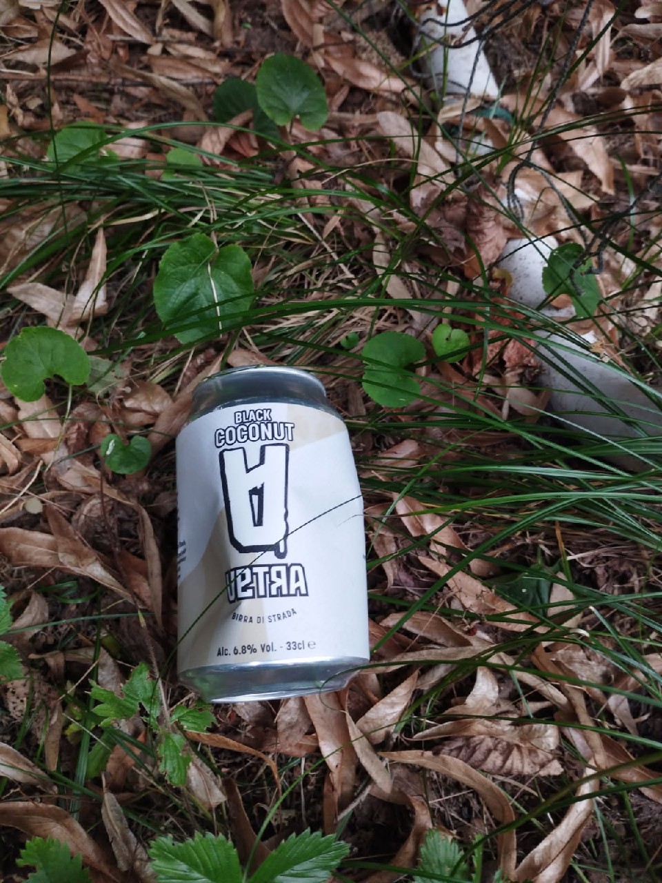 Black Coconut, Italy