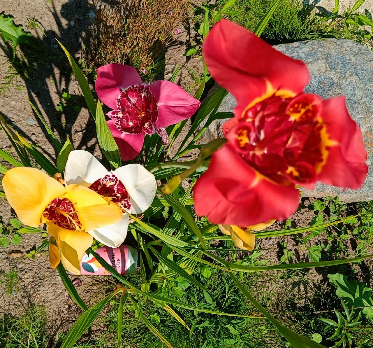 Hop Harvest #2: 2025 Mosaic, Germany