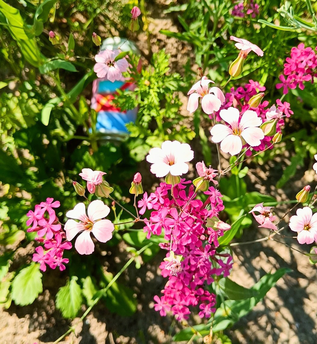 Neon Anxiety, Germany