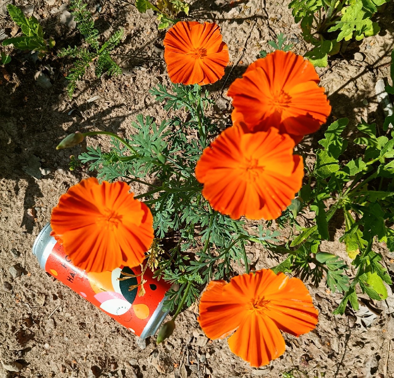 Hop Harvest #1: 2025 Citra, Germany