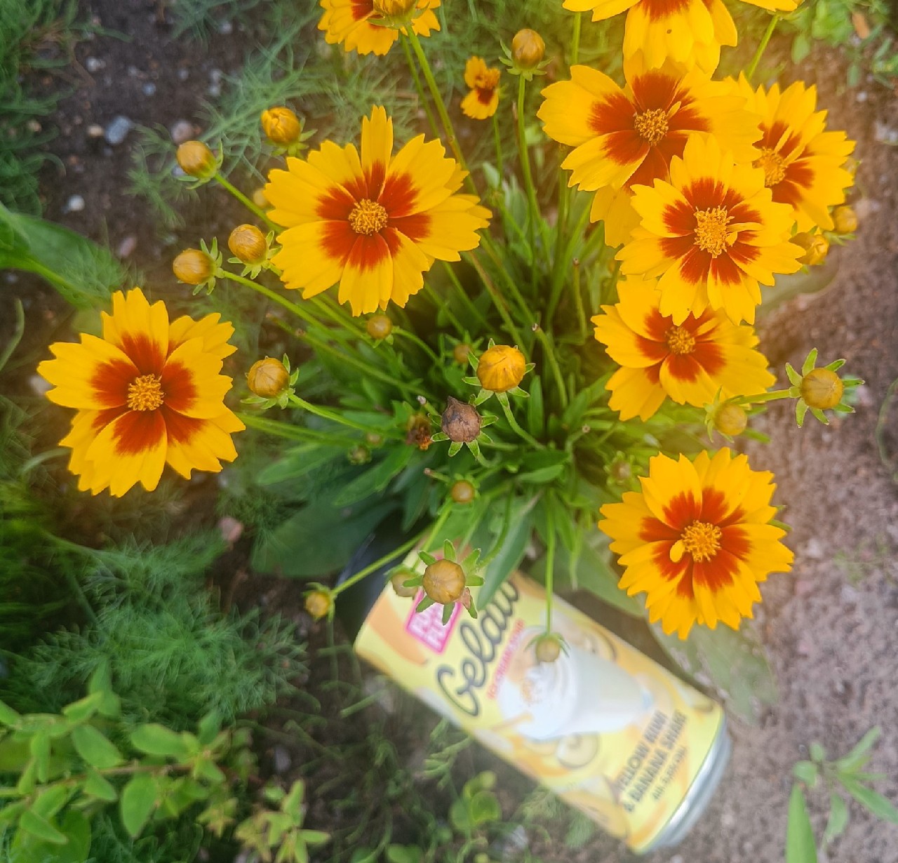 Gelato: Yellow Kiwi & Banana Shake, Poland