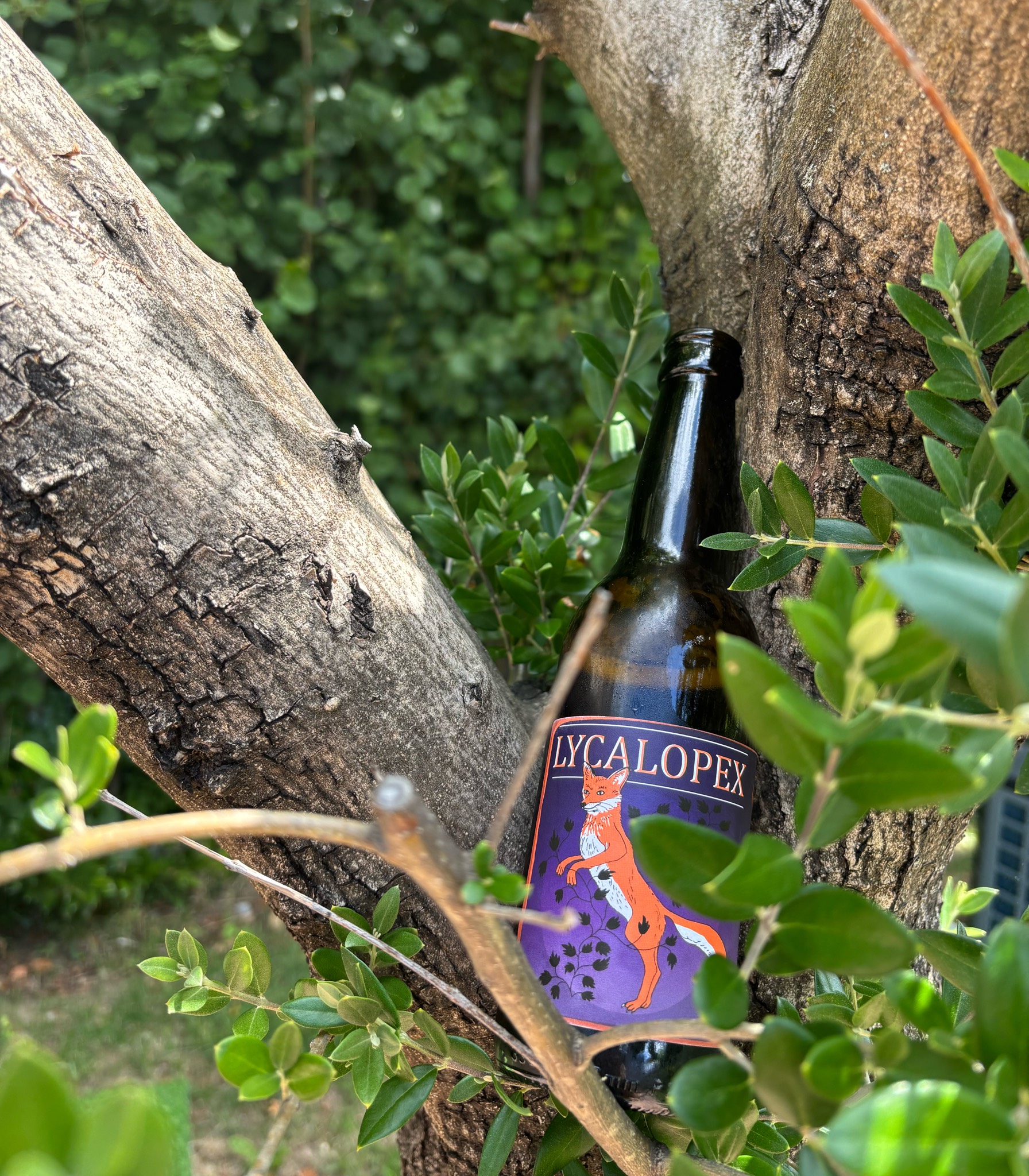 Lycalopex, La Brasserie Du Merle