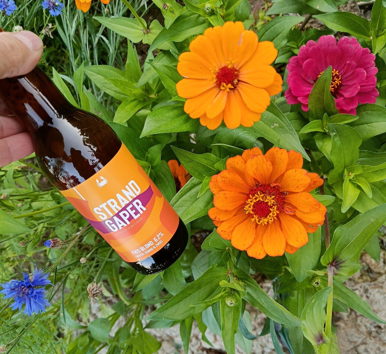 Strandgaper, Belgium