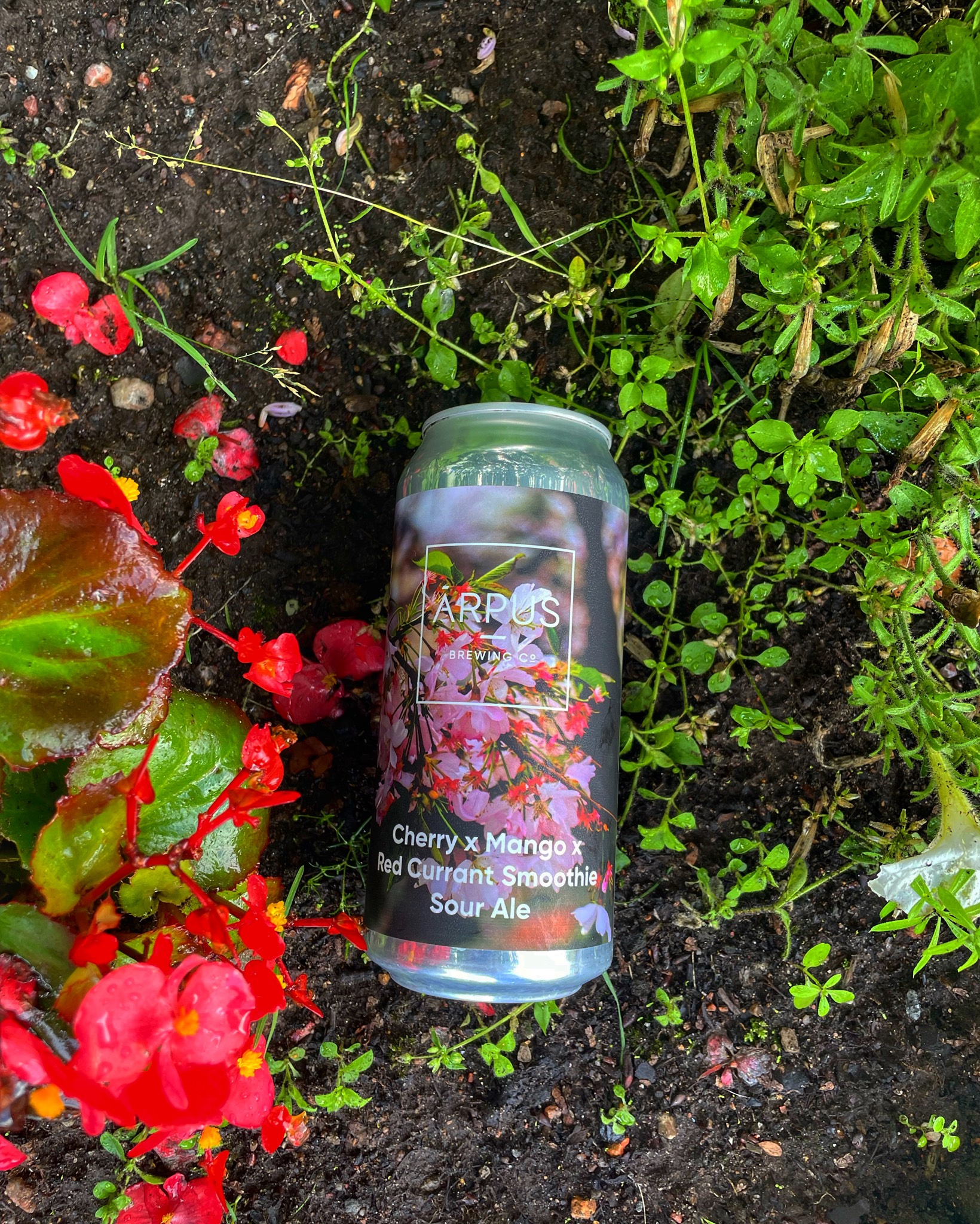 Cherry x Mango x Red Currant Smoothie Sour Ale, Latvia