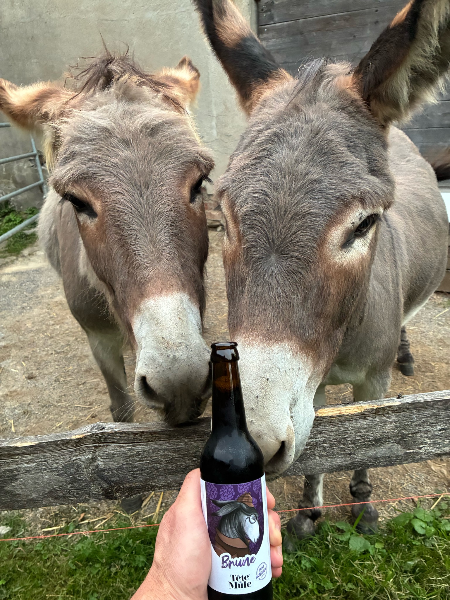 Tête De Mule Brune, France