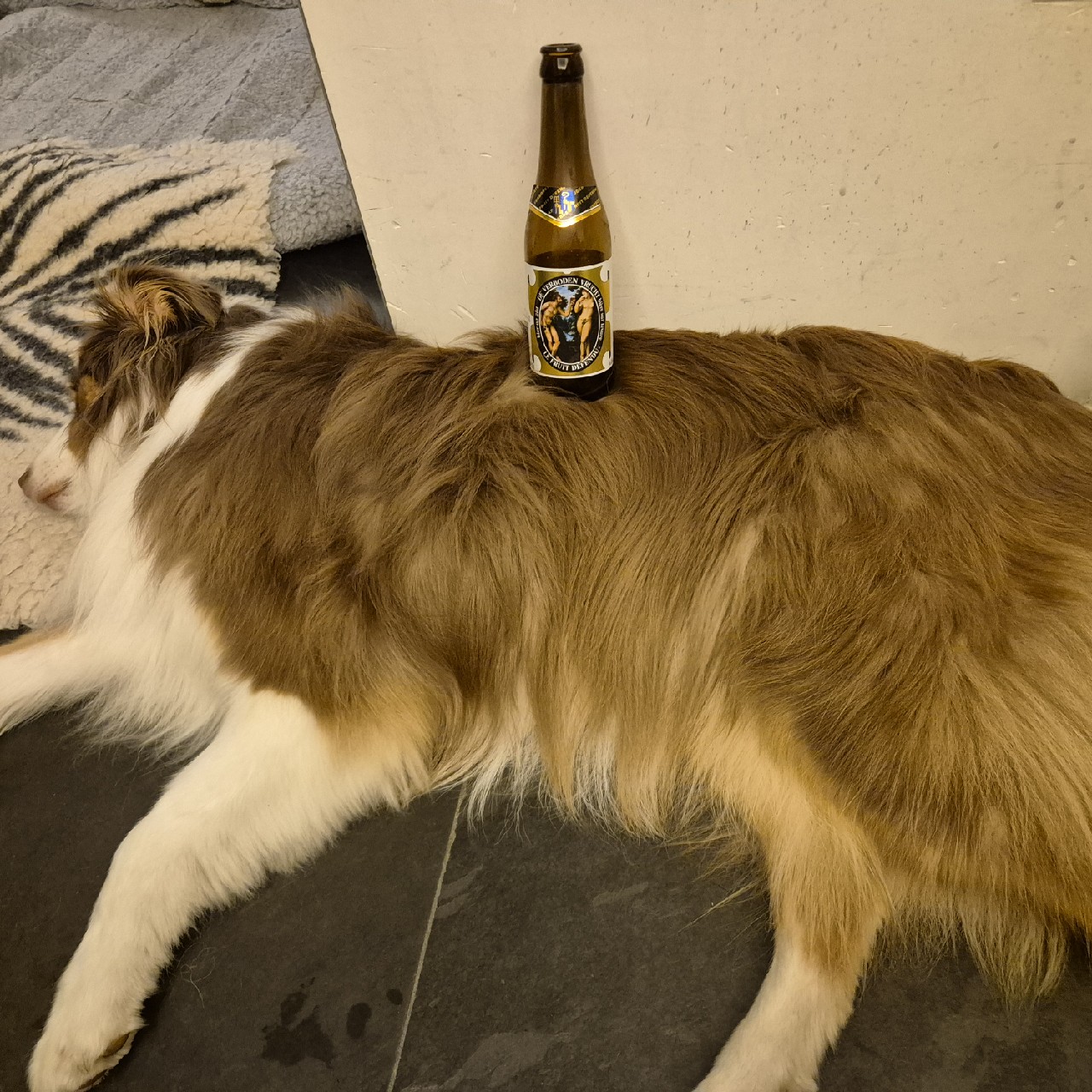 Le Fruit Défendu / De Verboden Vrucht, Belgium