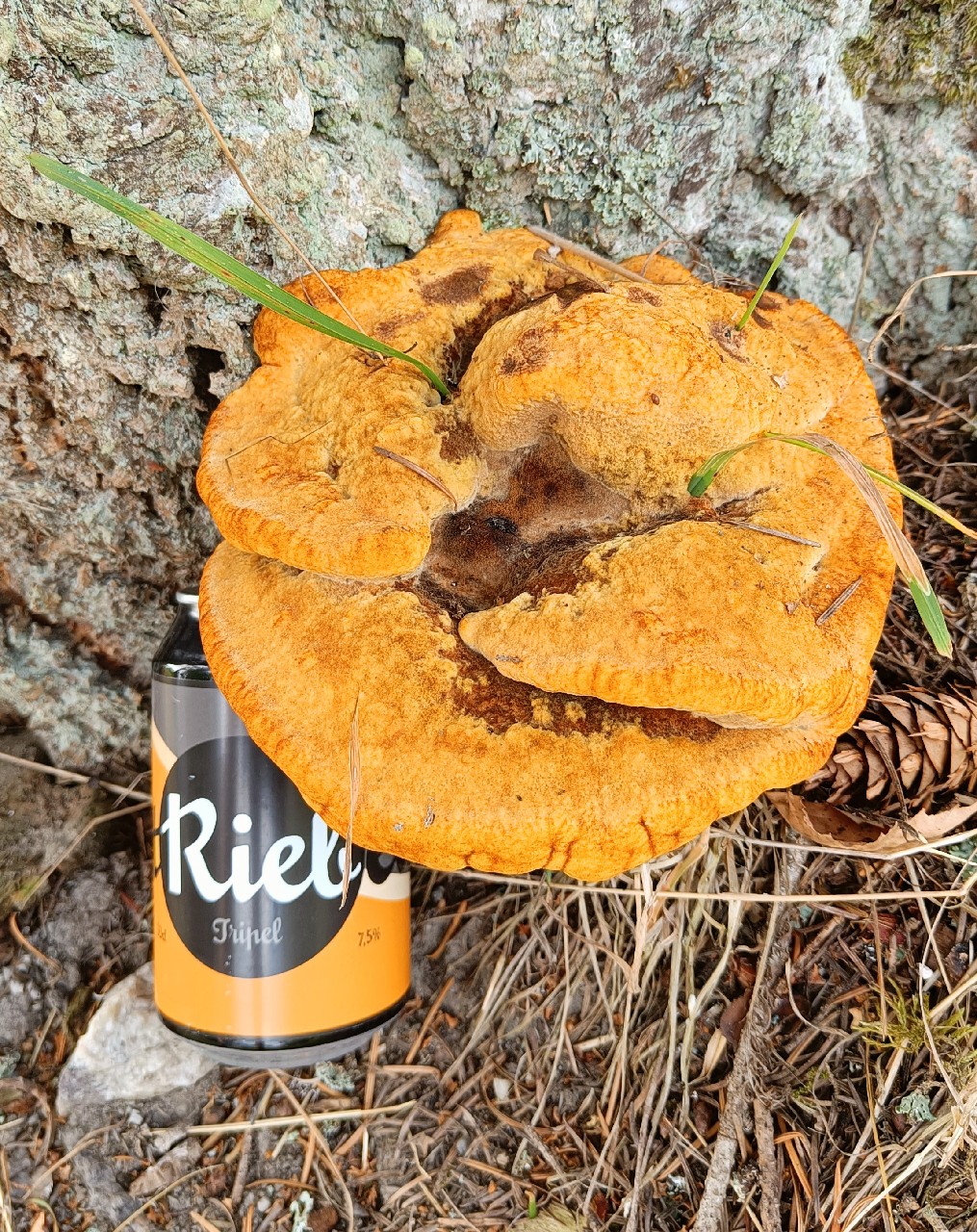 TRiebel, Brouwerij Rieb