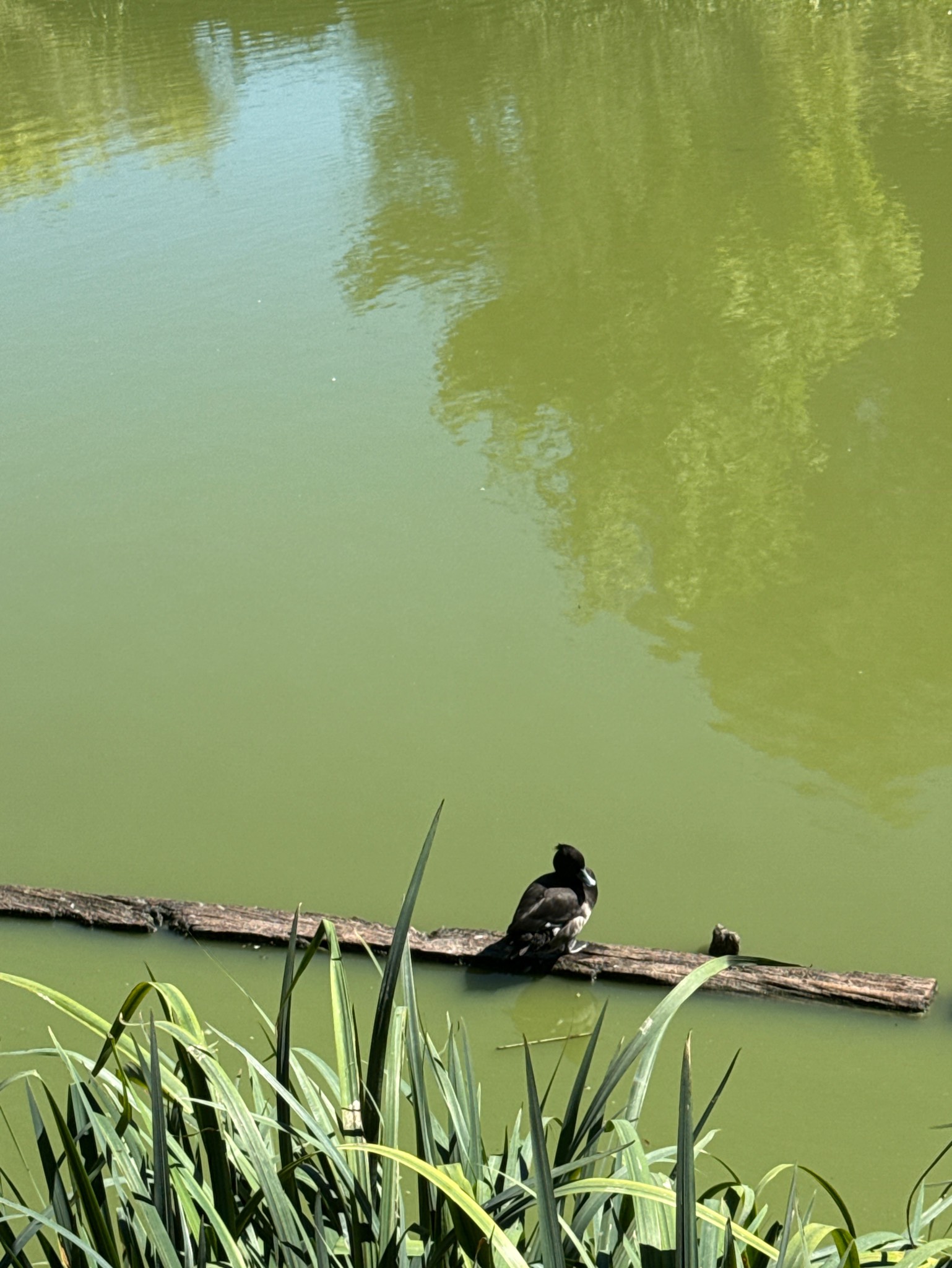 La St Bonn' Beer, Brasserie Sous Le Bois