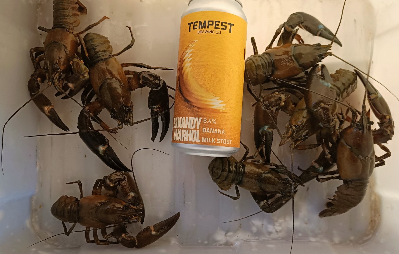 Banandy Warhol, Scotland