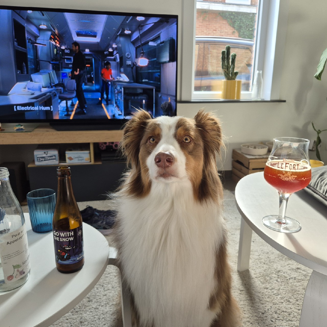 go with the snow, Belgium