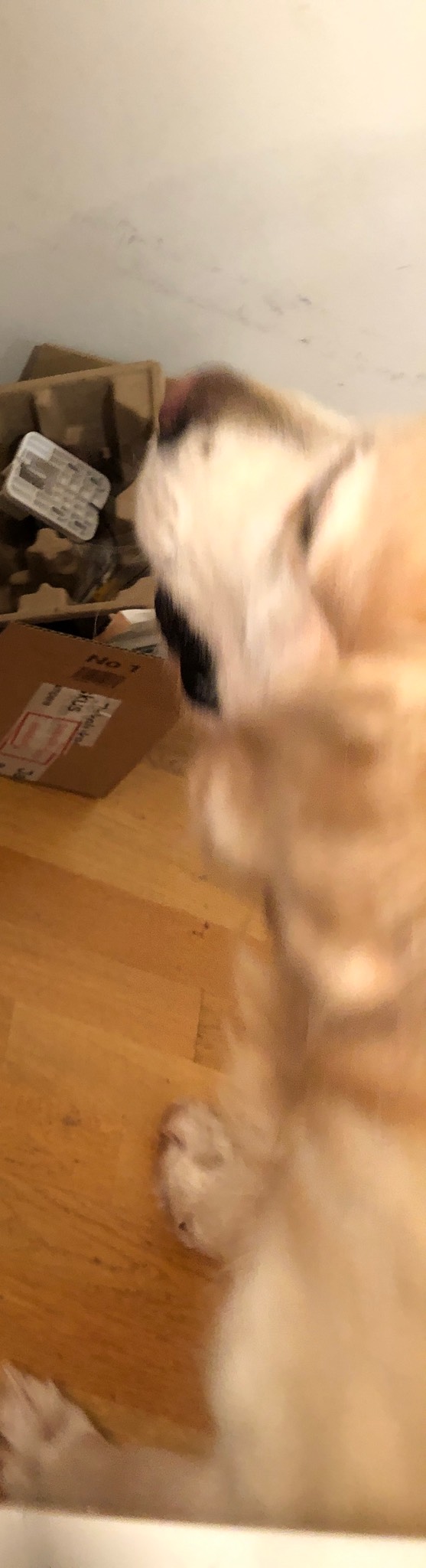 Bavaria 0.0% IPA, Netherlands