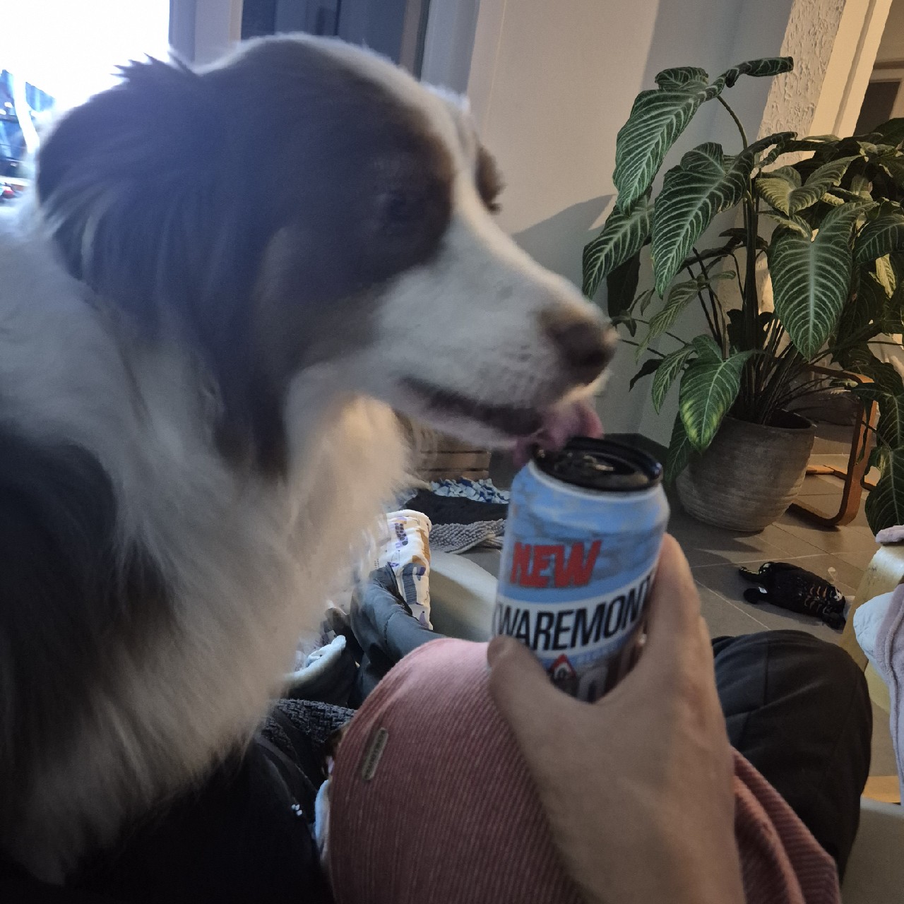 Kwaremont 0,0, Belgium