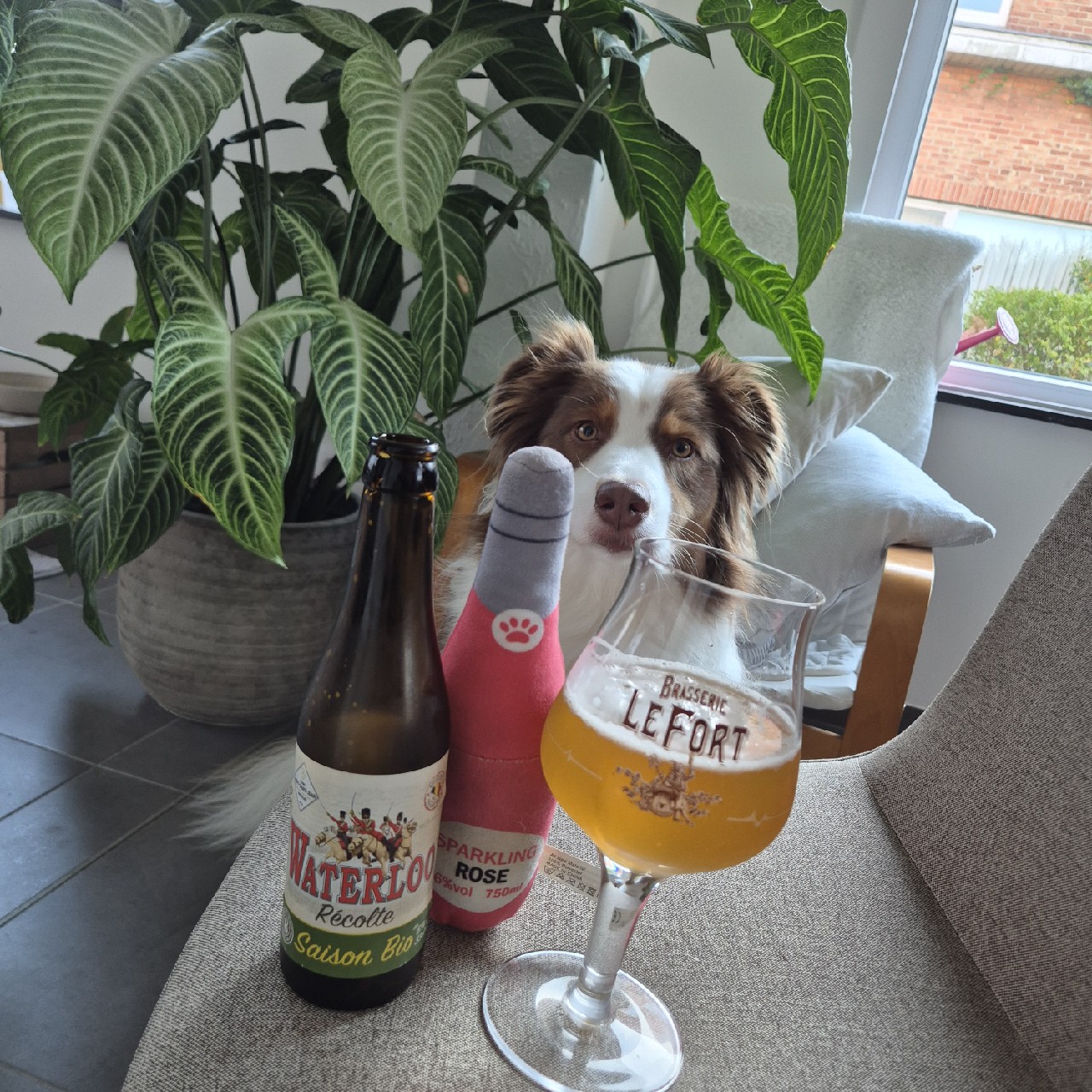 Waterloo Saison Bio, Brasserie De Waterloo