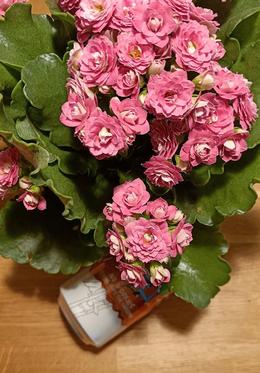 No Worries Driving Home For Christmas, Norway