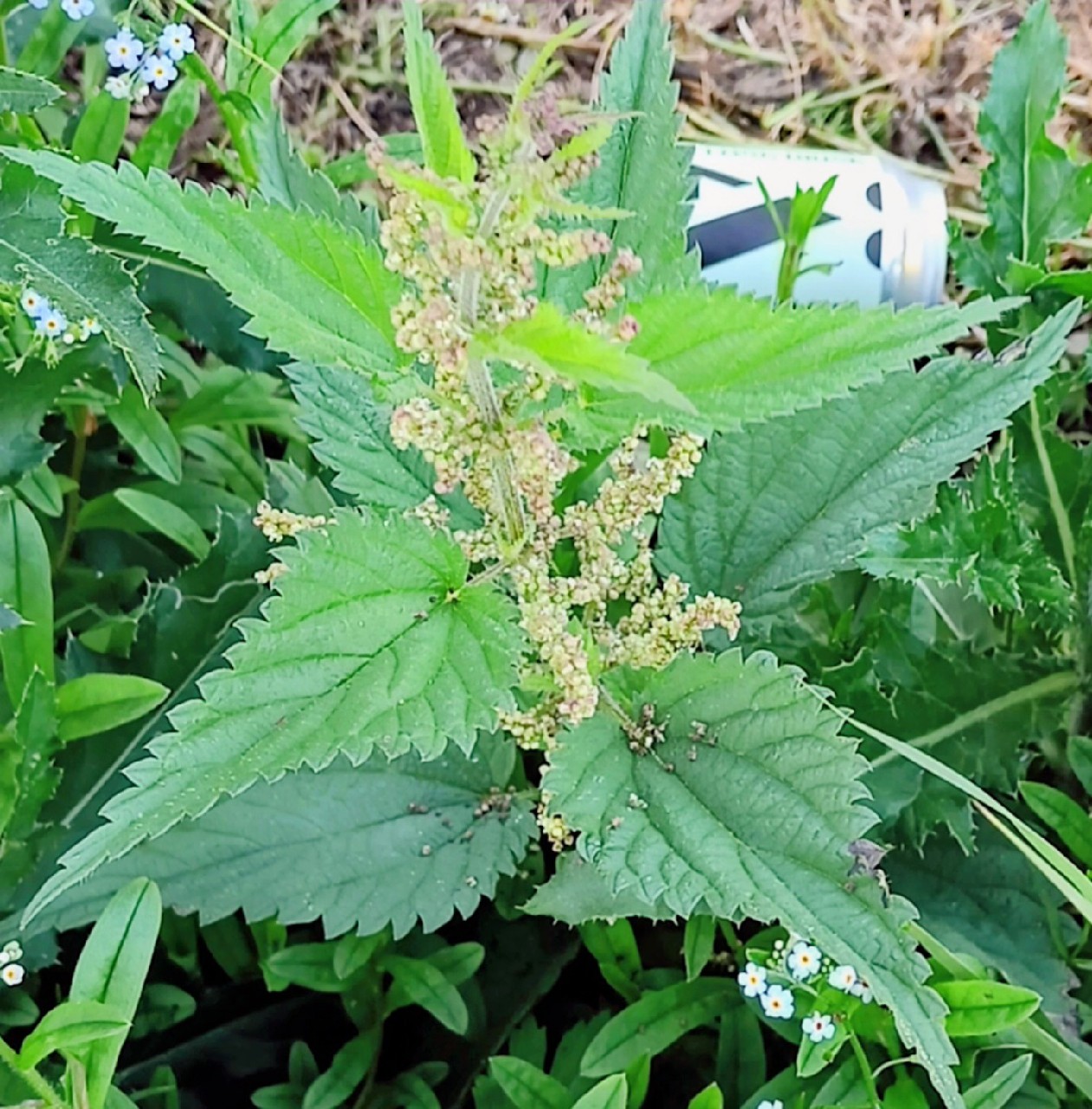 Ägräs Long Drink Nordic Nettle, Ägräs Distillery