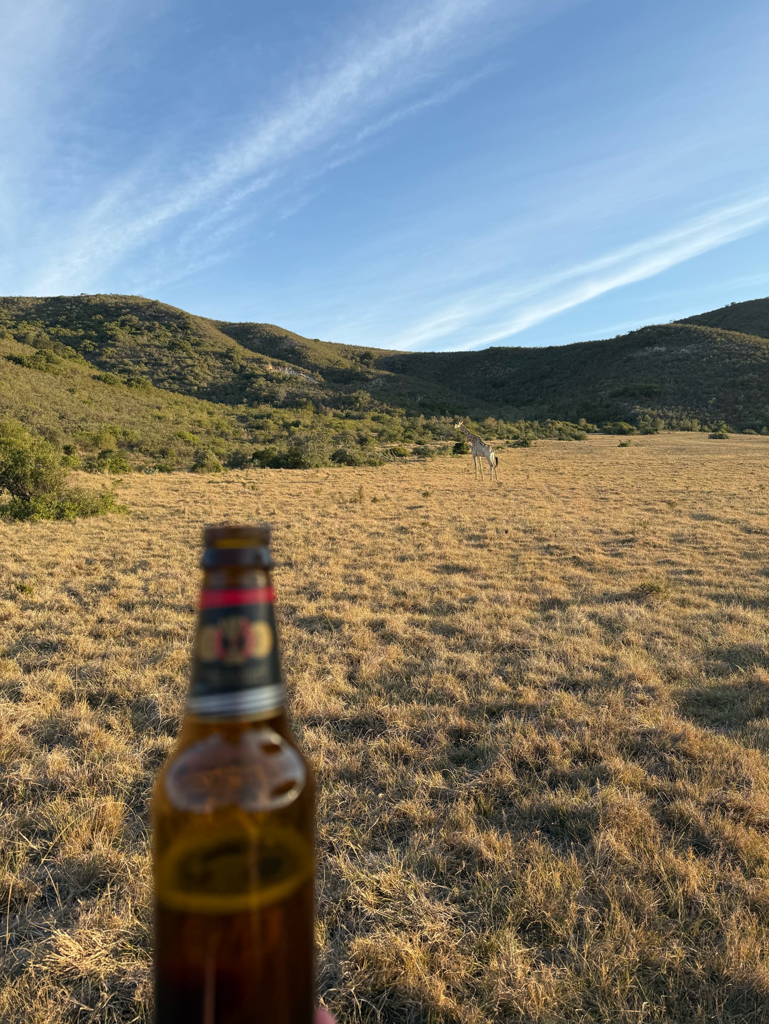 Carling Black Label, South African Breweries (SABMiller)