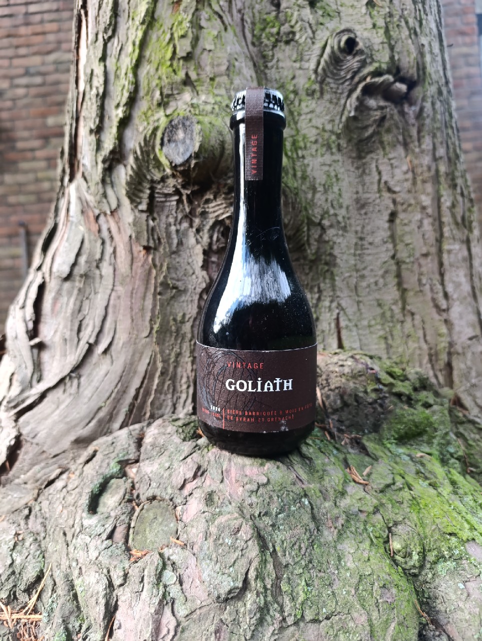 Goliath vintage (2024), Belgium