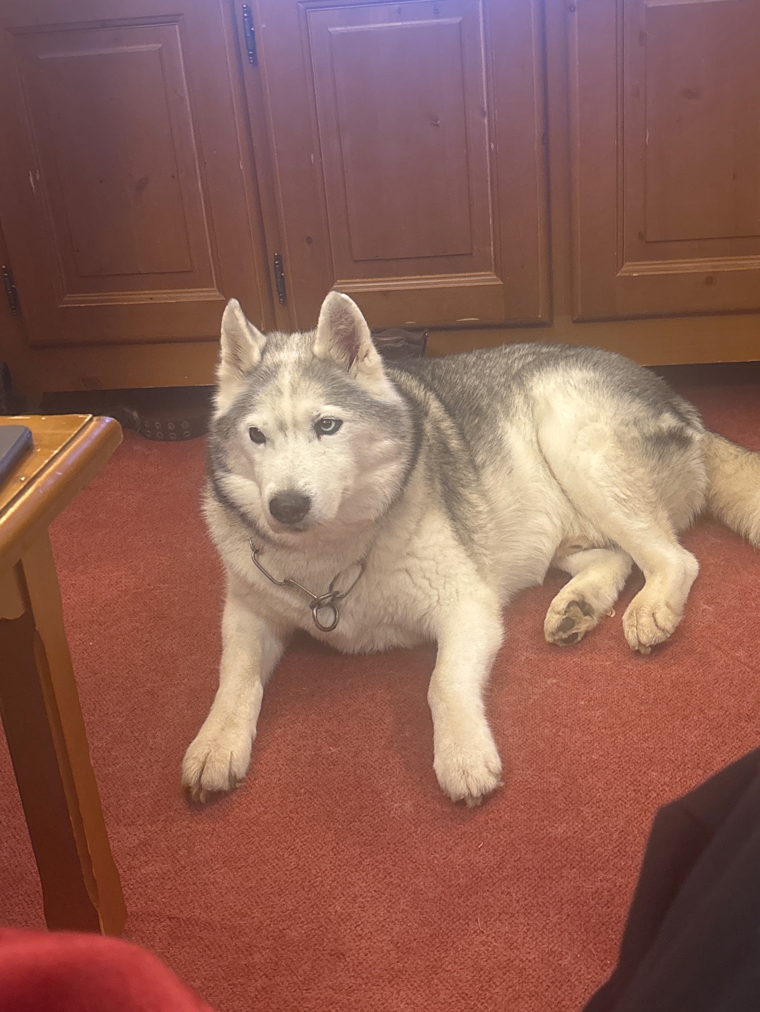 Ale-pic, Brasserie Des Sources De Vanoise