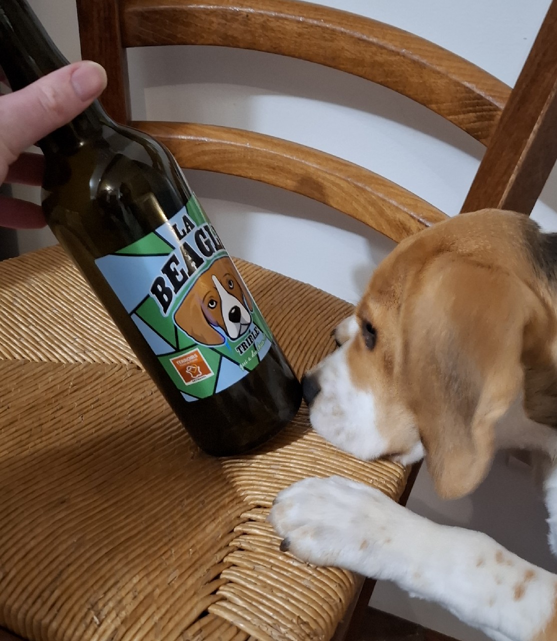 La Beagle Triple, L'Intemporelle