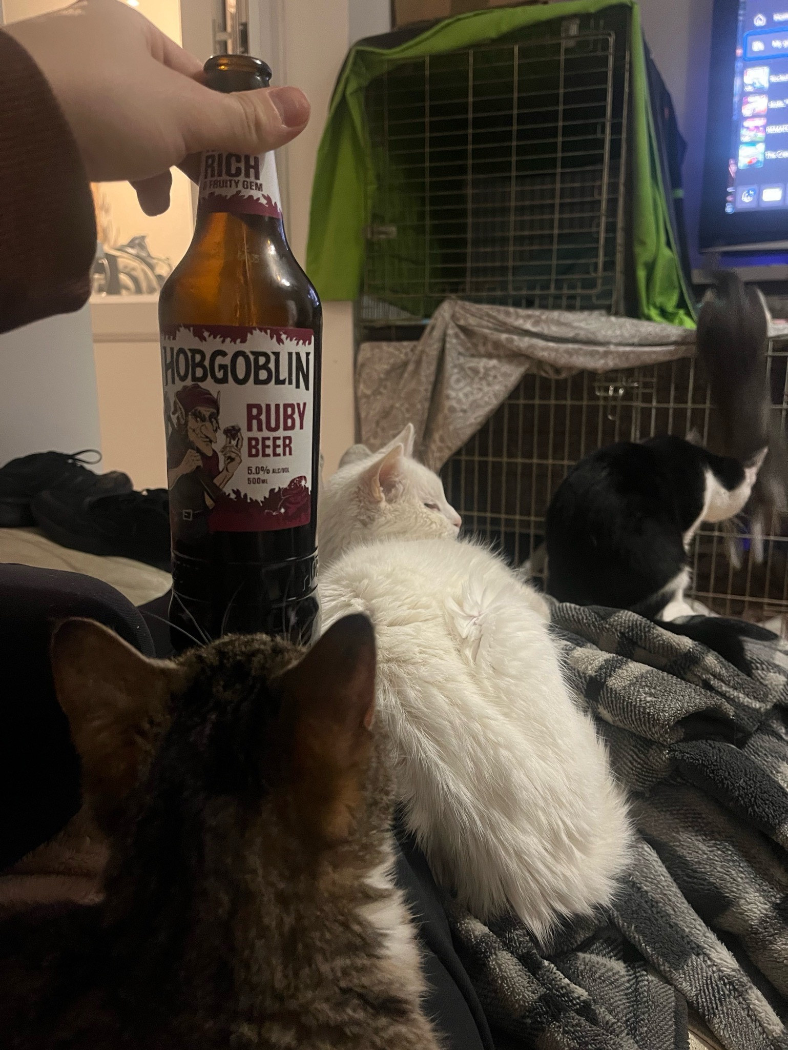 Hobgoblin Ruby, England