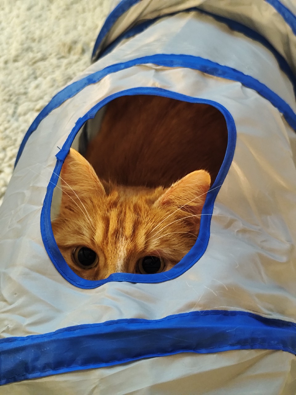 Dremmwel au Blé Noir - Bio, France