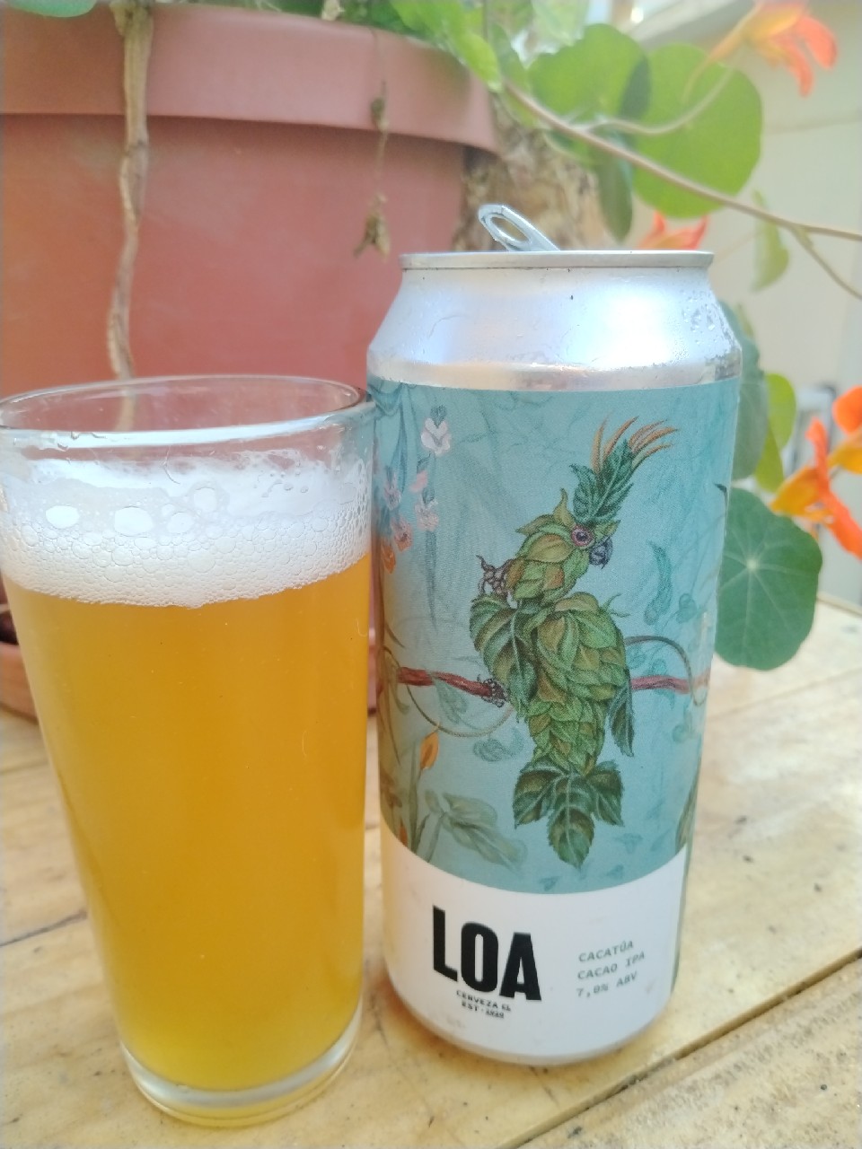 cacatua, Loa Chile Spa