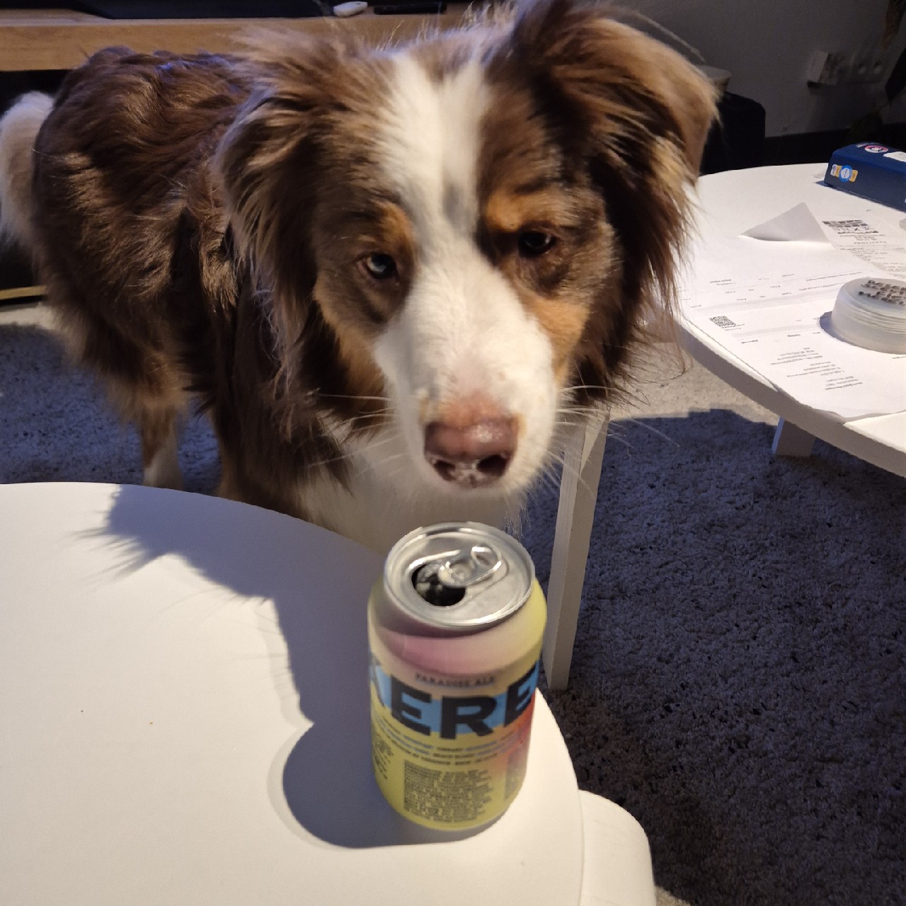 Kerel Paradise Ale, VBDCK Brewery