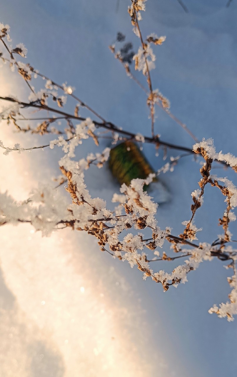 El Cocodrilo, Finland