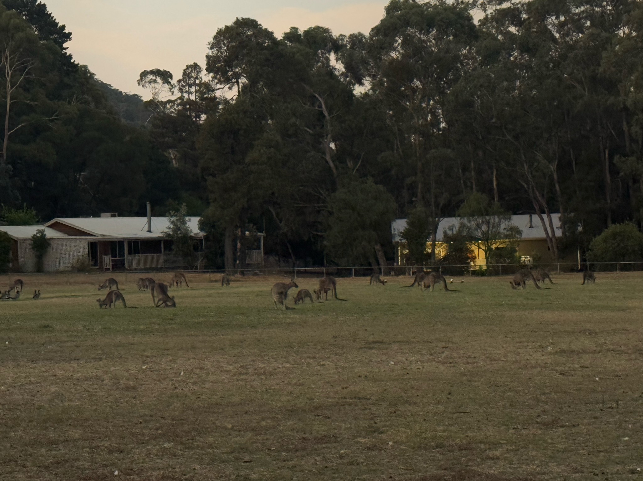 Ernie, Blackman's Brewery