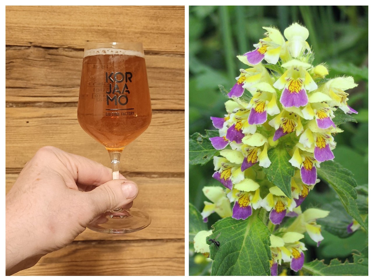 Small Beer: Large-flowered Hemp-nettle, Teva Brew