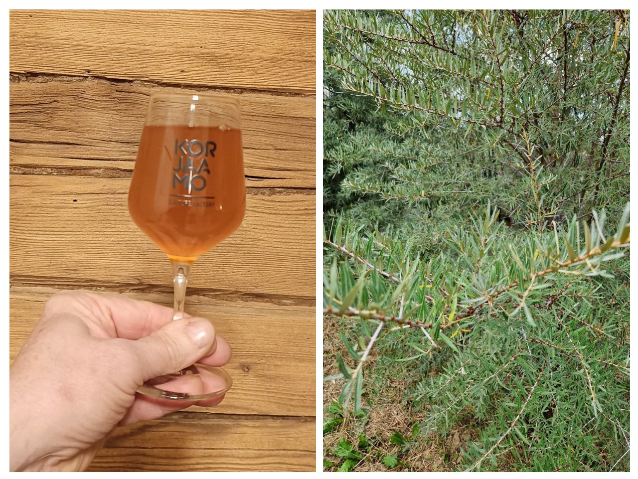 Small Beer: Sea-buckthorn Leaf, Teva Brew