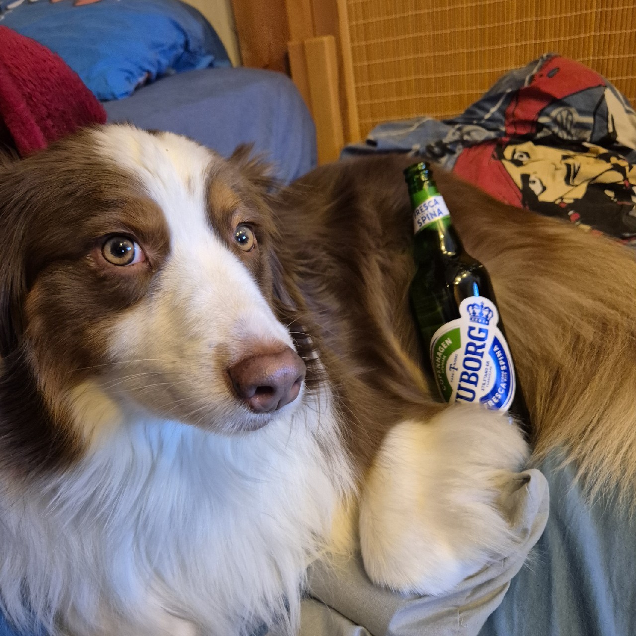 Tuborg, Carlsrom Beverage Co. (United Romanian Breweries)