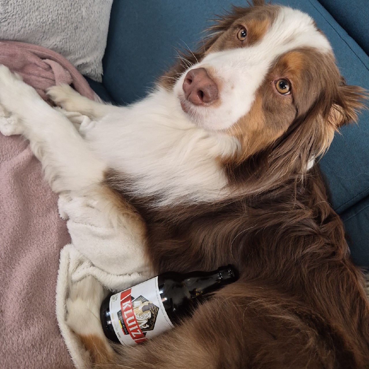 kluiz blond, Brasserie Kluiz