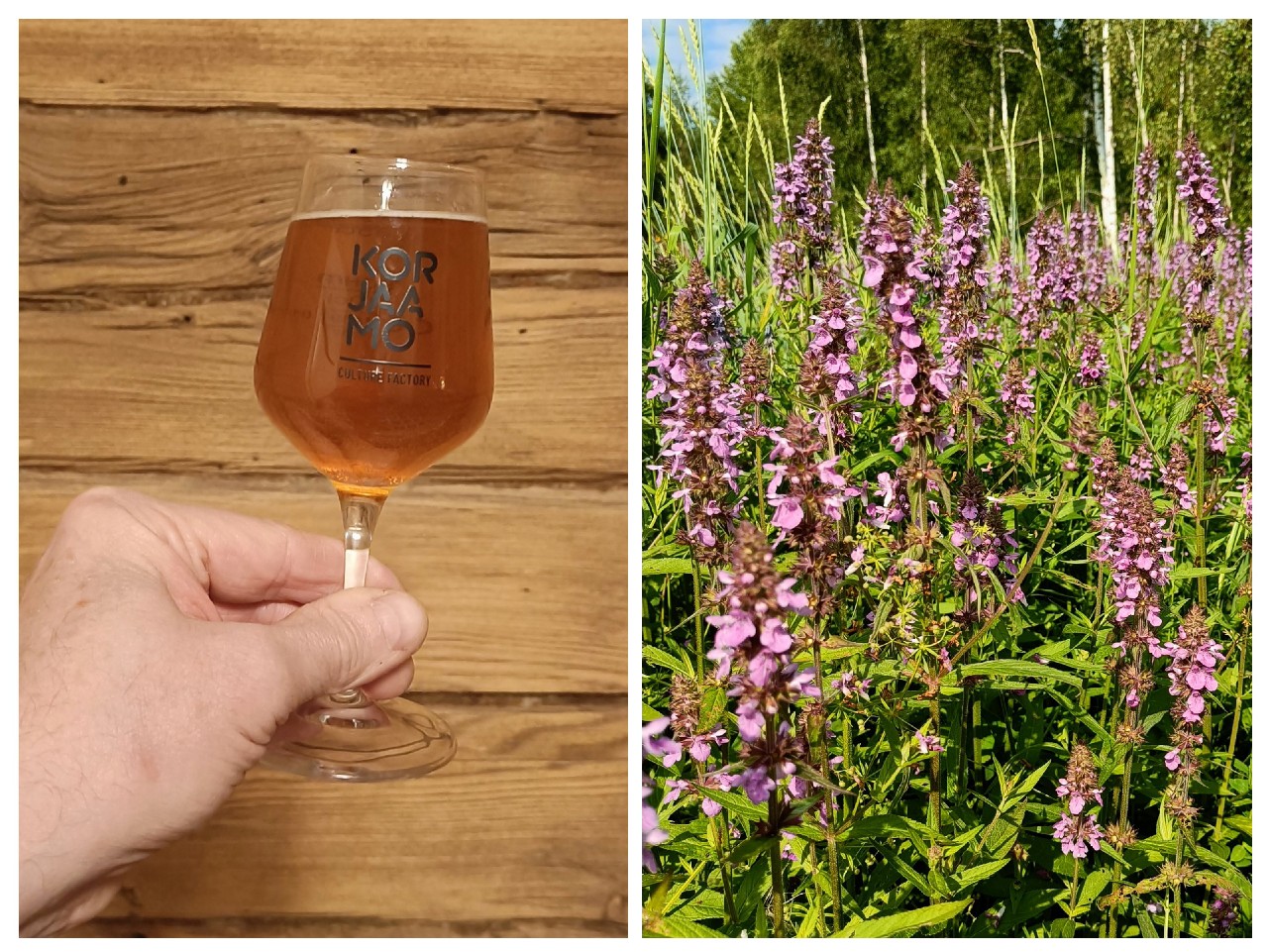 Small Beer: Marsh Woundwort, Teva Brew